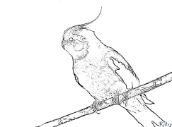 parakeet Prinditavad Värvimislehed